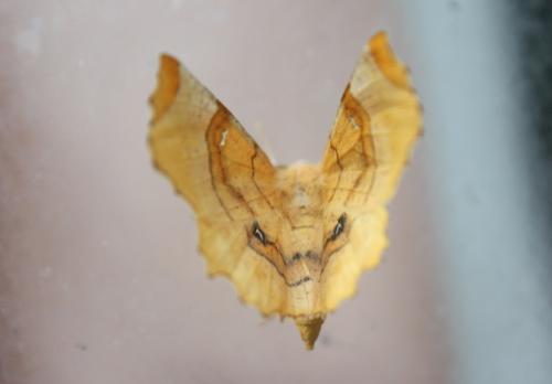 Réf. 240 835 : Selenia lunularia